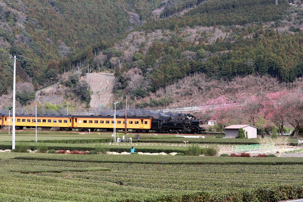 C11190と抜里の梅