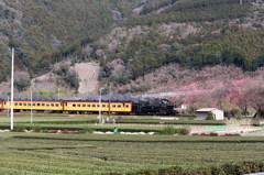 C11190と抜里の梅