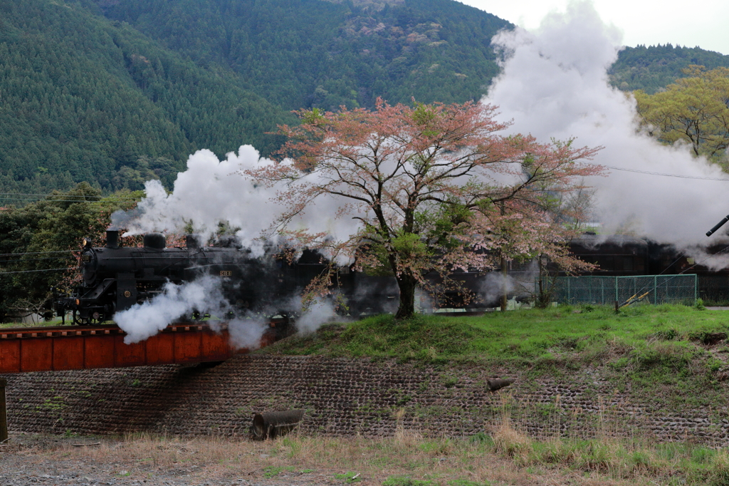 蒸気につつまれた八重桜