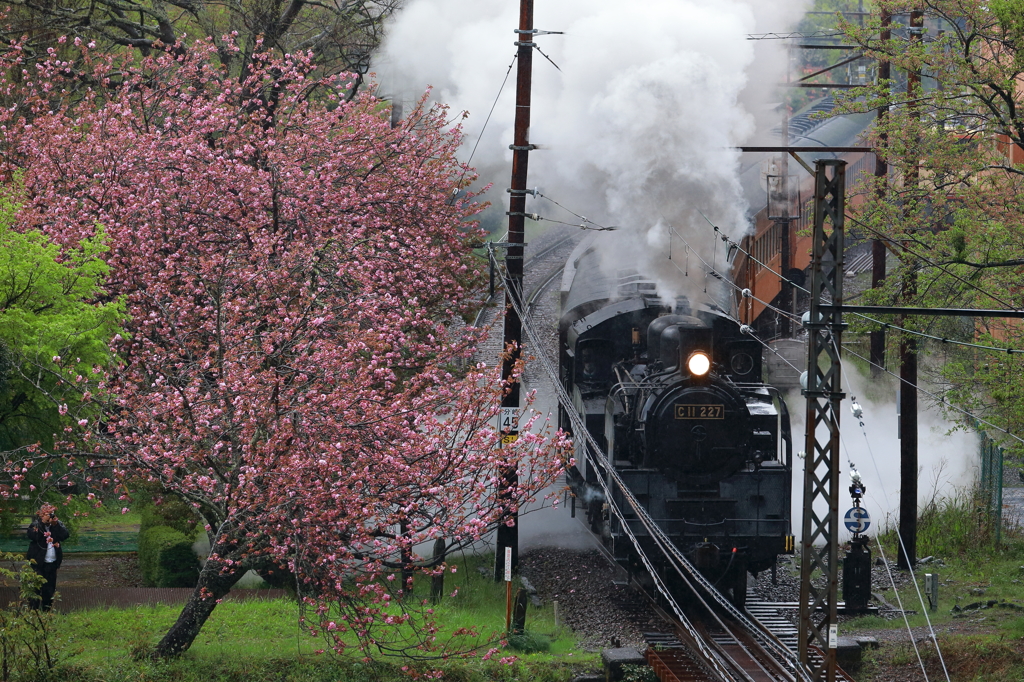 下泉の八重桜とC11227