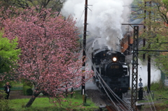 下泉の八重桜とC11227
