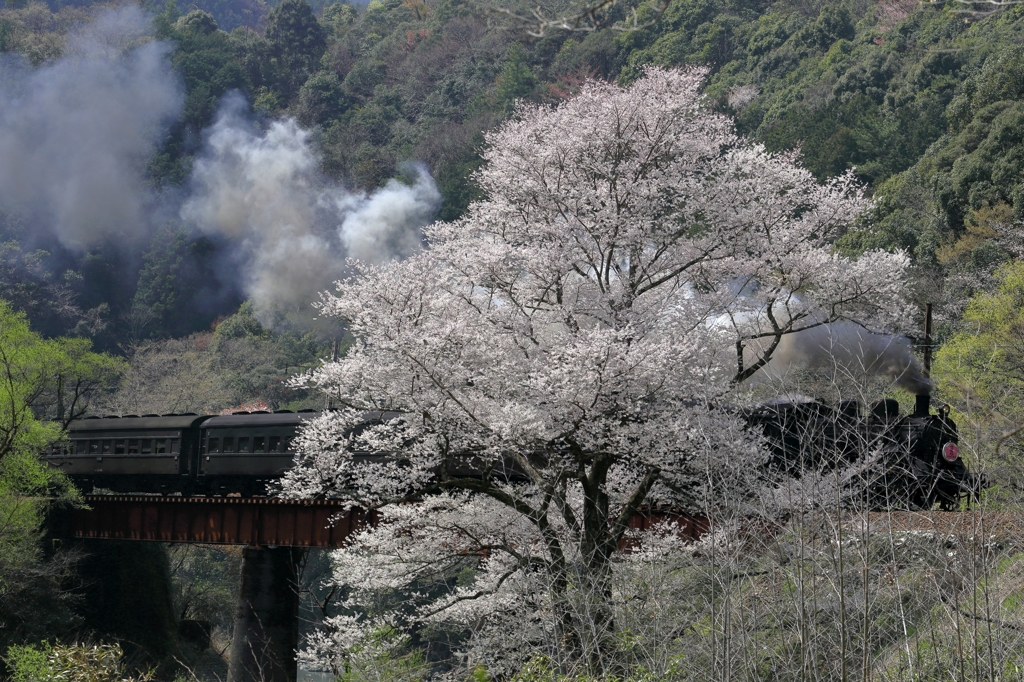 c108と笹間川の彼岸桜２