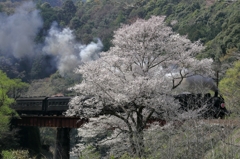 c108と笹間川の彼岸桜２