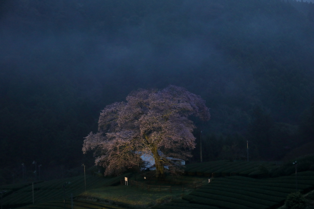 家山　牛代のみずめ桜