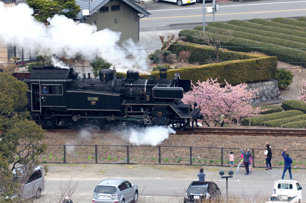 c11190と河津桜