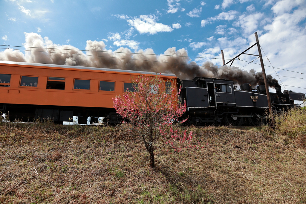 横岡築堤のC11190
