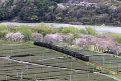 抜里スポーツセンタの桜とC5644