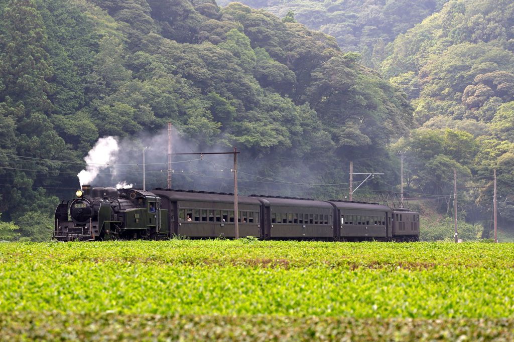 福用お立ち台前のC11190