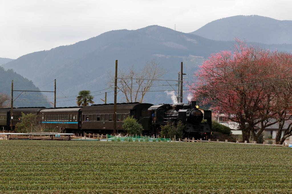 c5644と紅梅