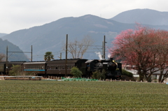 c5644と紅梅