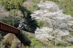 c108と笹間川の彼岸桜3