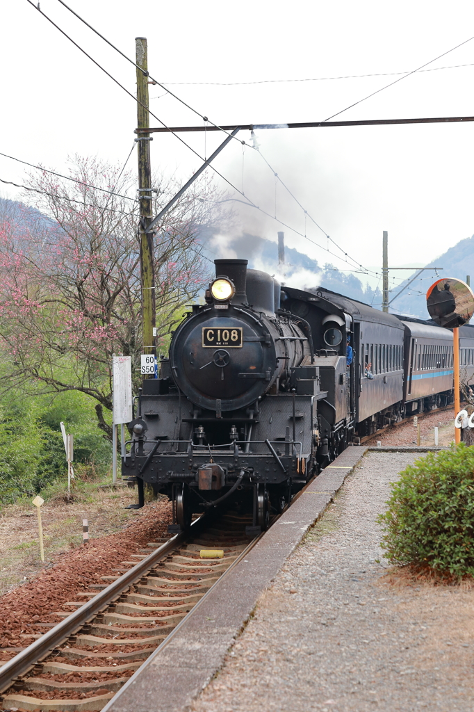 梅とC108