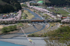 家山川の鯉のぼり 3