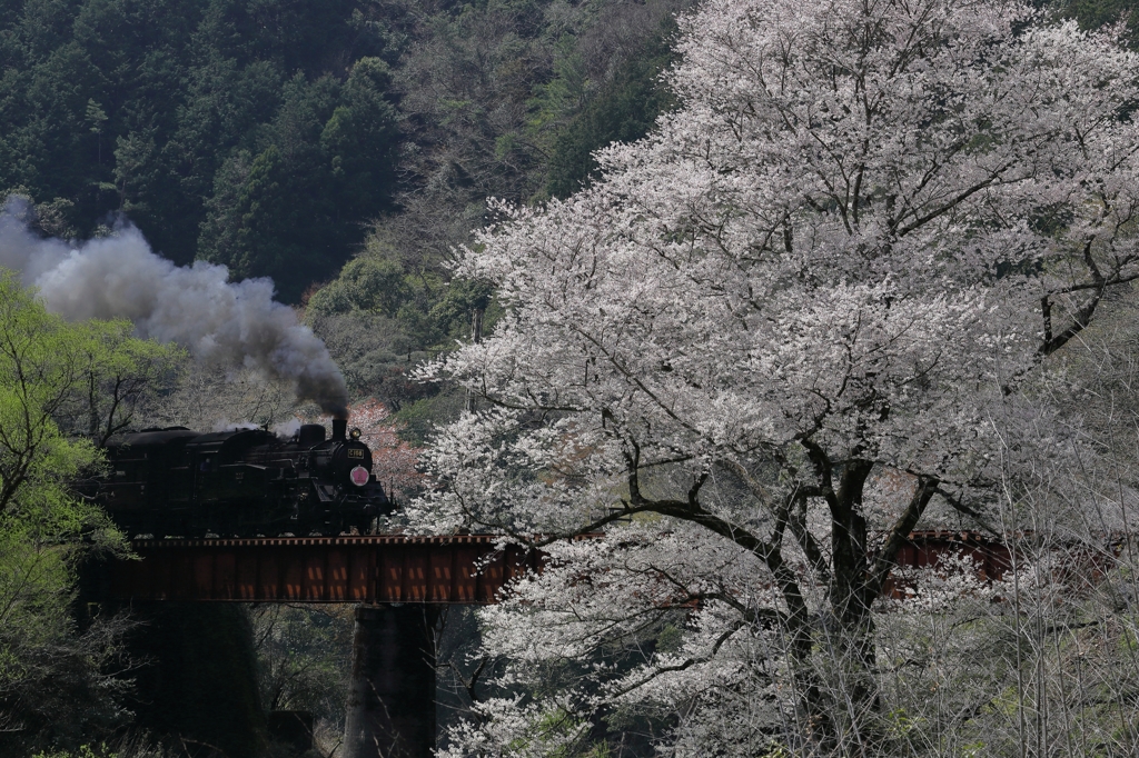 c108と笹間川の彼岸桜1