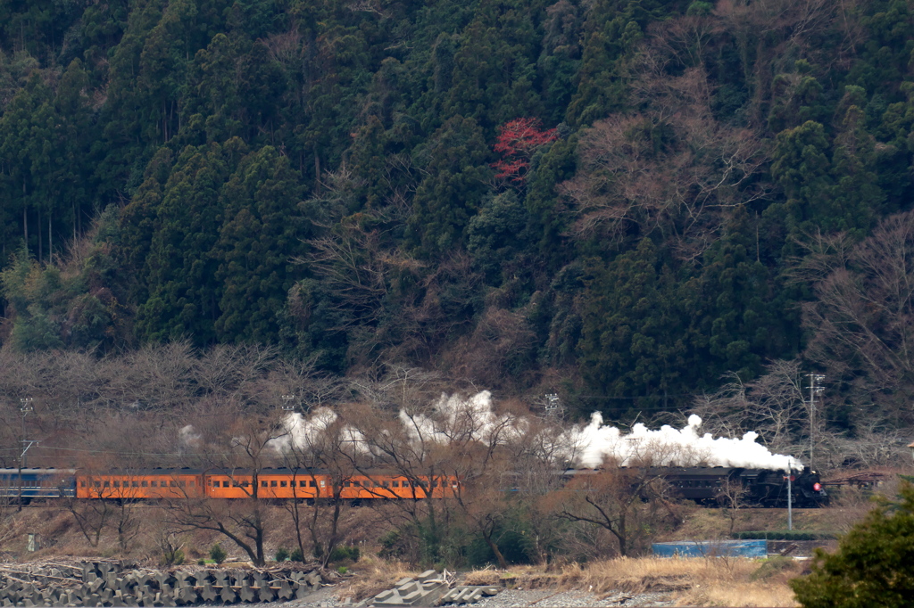 花のない桜トンネル下のC108