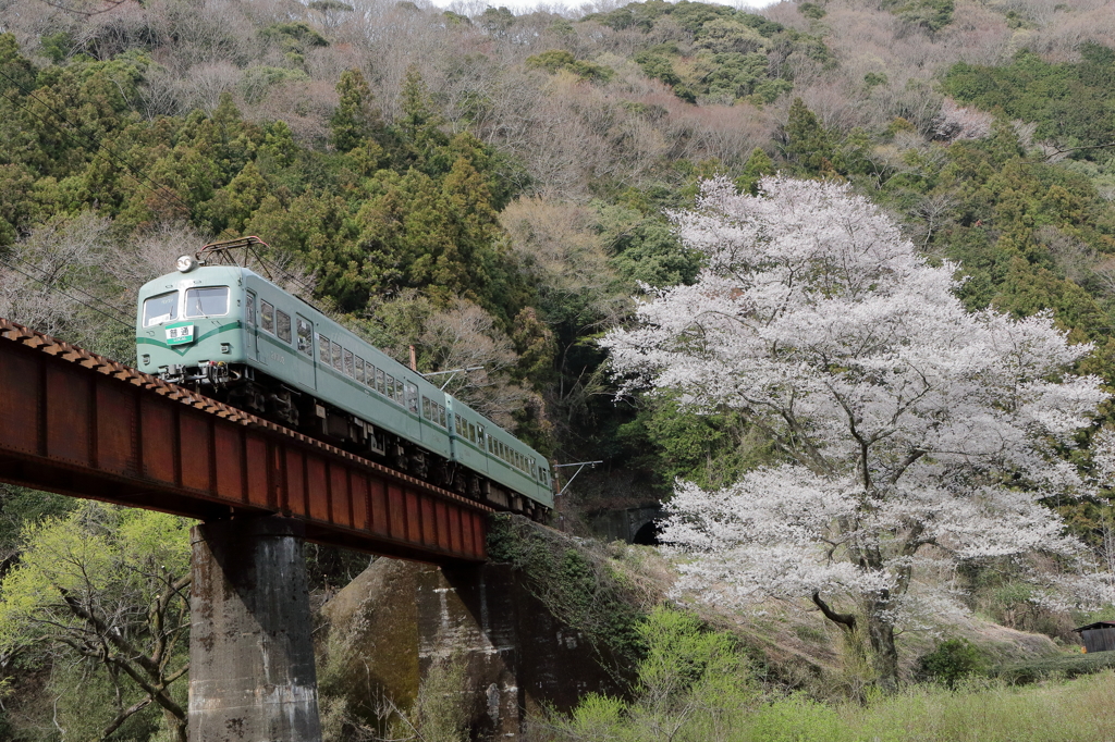 ズームカーと笹間川の彼岸桜1