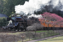 C108とモモの花