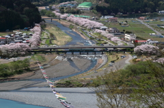 家山川の鯉のぼり 2