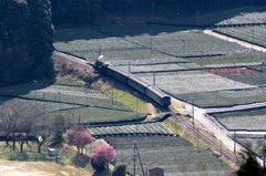 抜里茶畑のC108