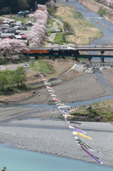 家山川の鯉のぼり 1