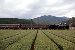 C5644と抜里のお茶畑