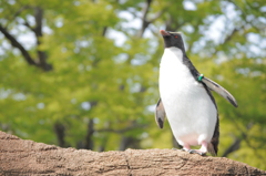 飛べるはず‼︎