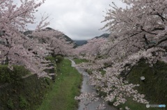 一の坂川の桜