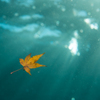 水中の秋