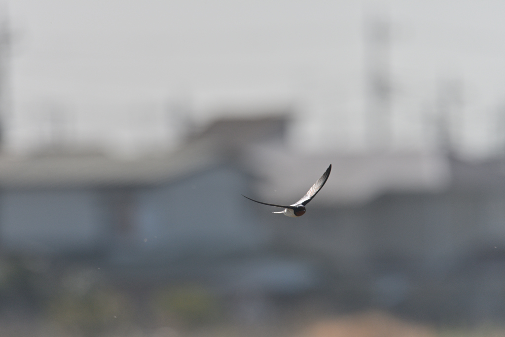 燕の頃-2