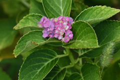 夏を未練に-3