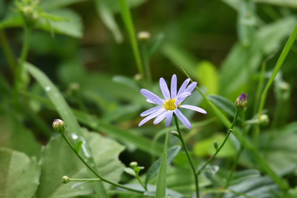薄紫の嫁菜
