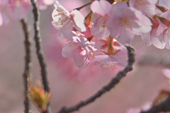 春先の桜