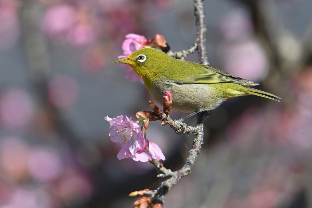 桜に止まる