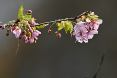 山桜、一枝の趣き