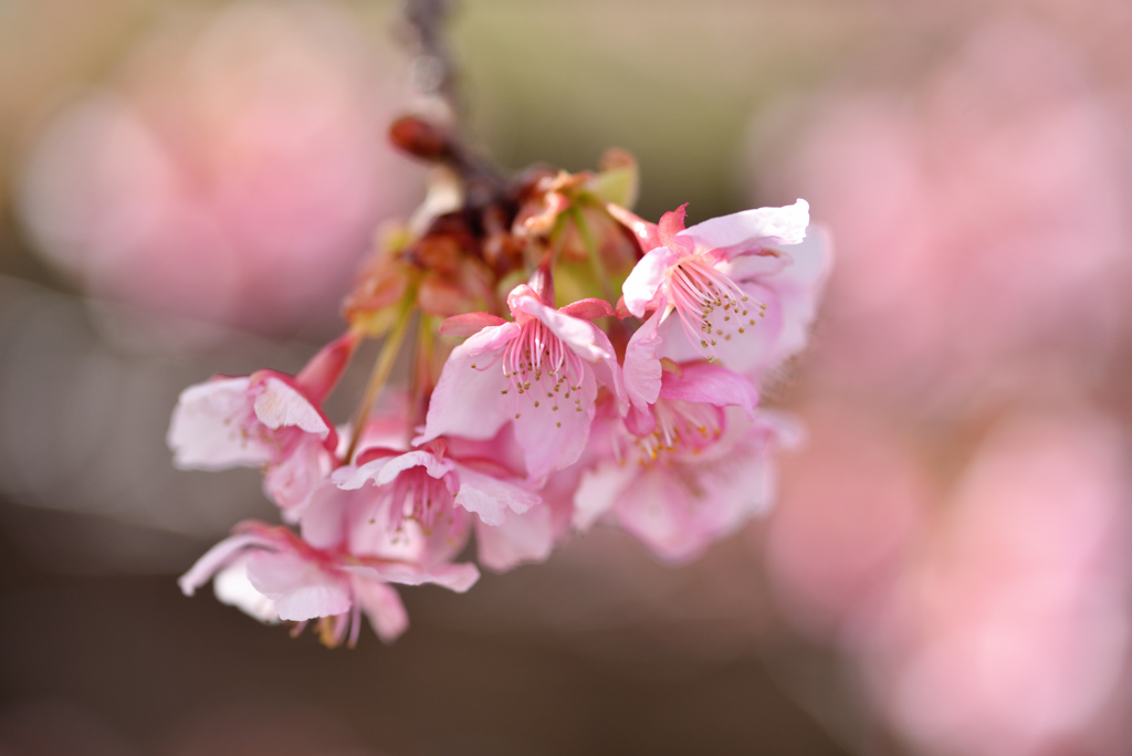 Prettyな桜-1