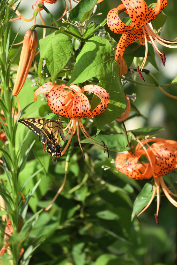 鬼百合とキアゲハ