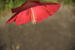 red lampshade