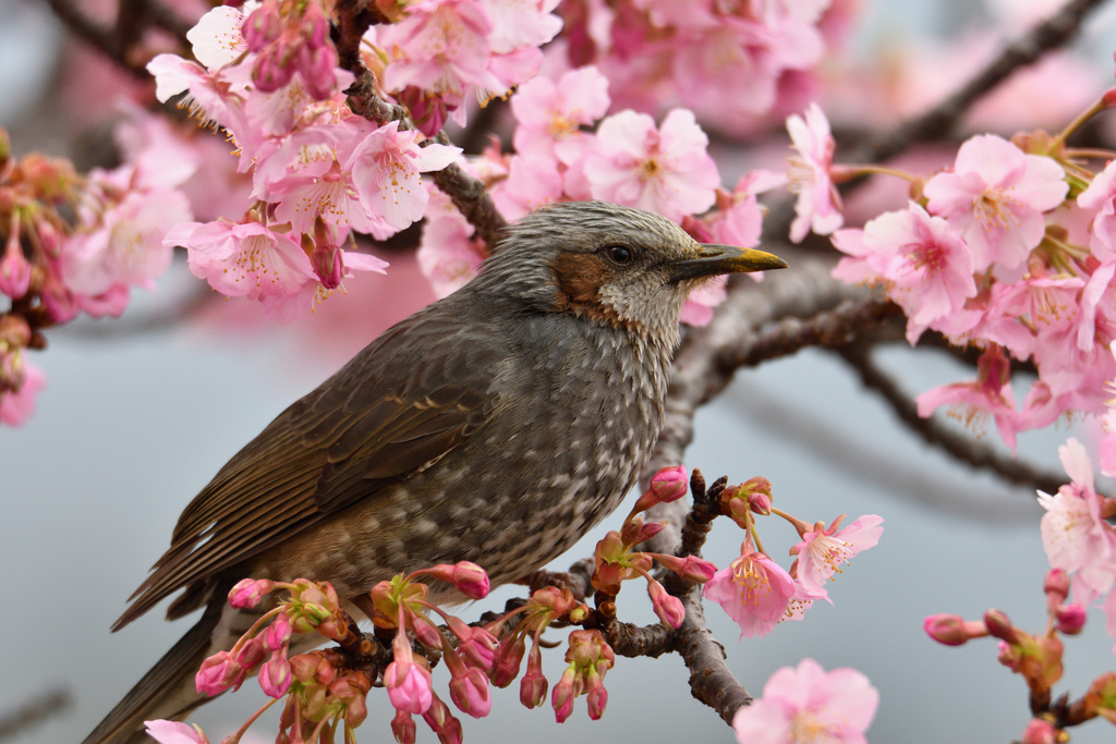 桜ヒヨ