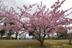 河津桜 ①