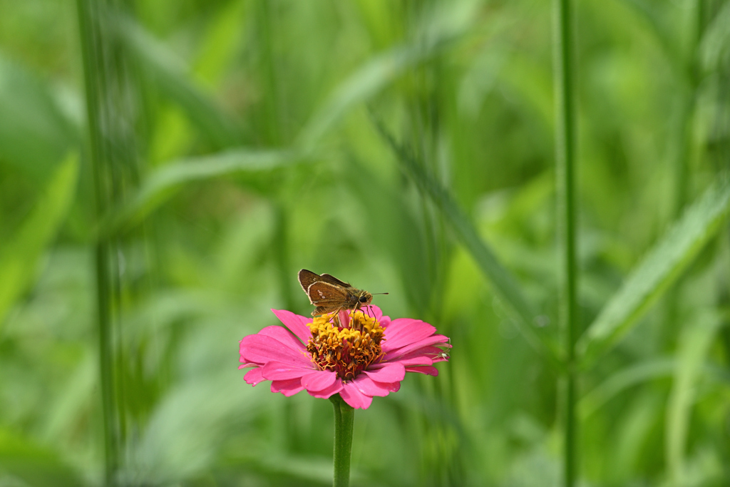 花が咲くと