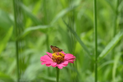 花が咲くと