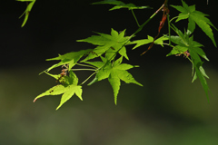 楓の緑