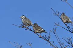 身近な野鳥