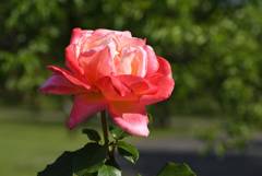 薔薇