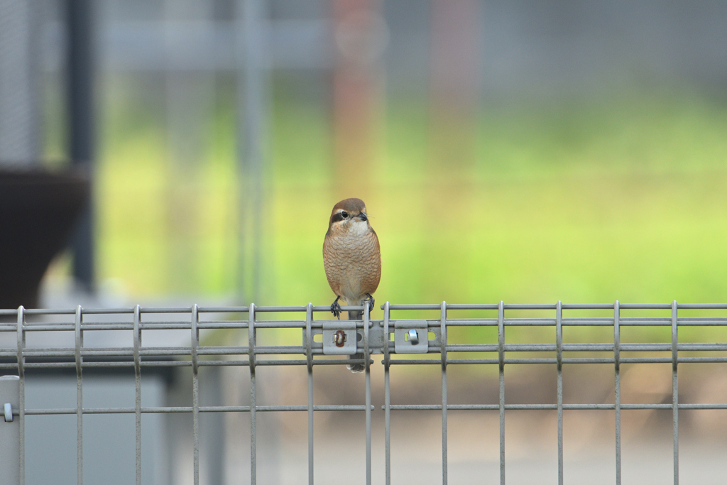 百舌鳥のポーズ