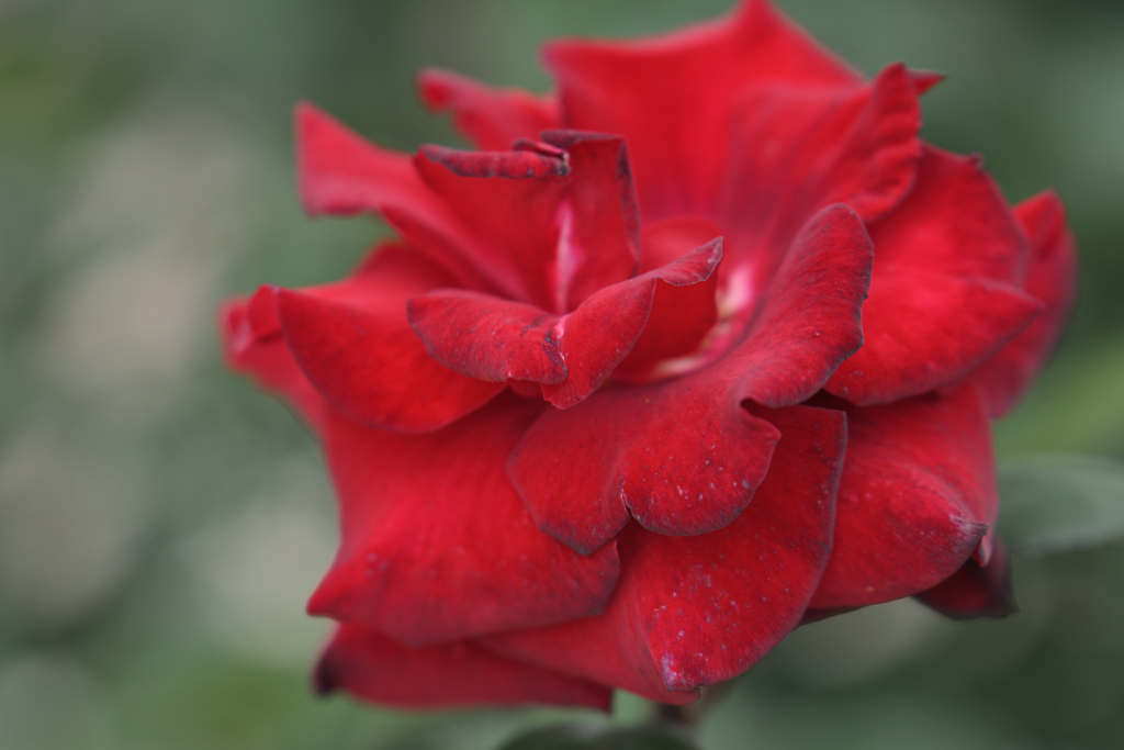 赤い薔薇