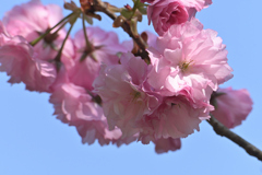 八重桜