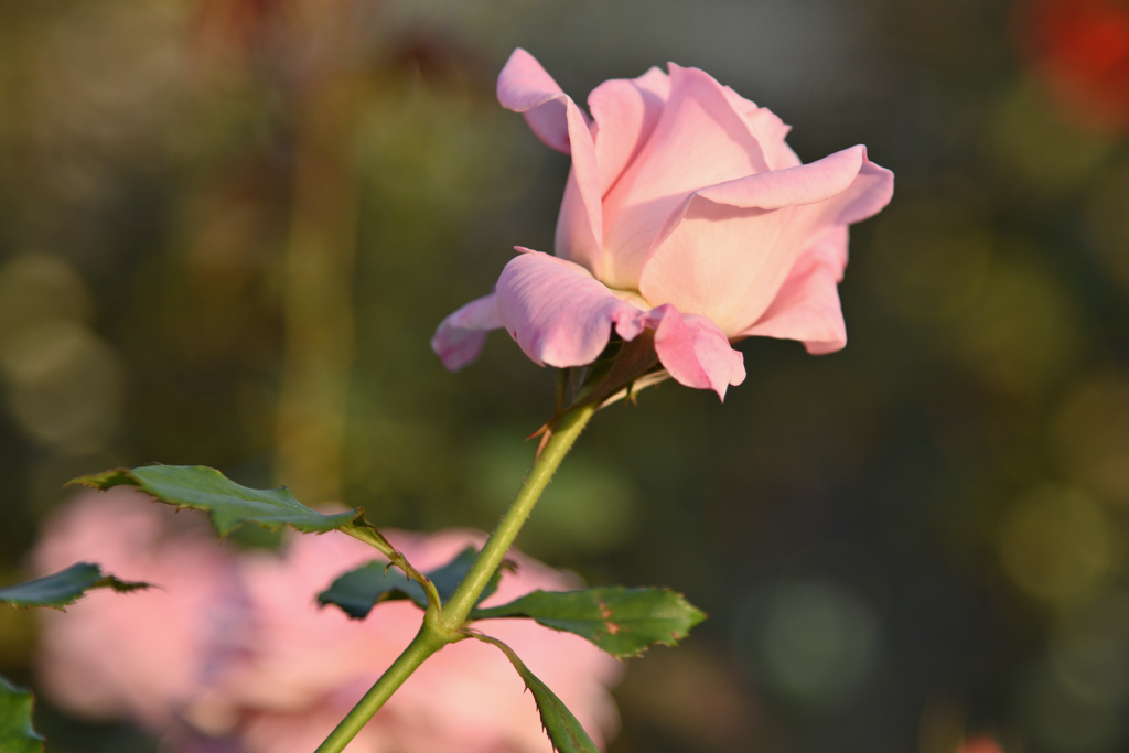 ピンクの薔薇
