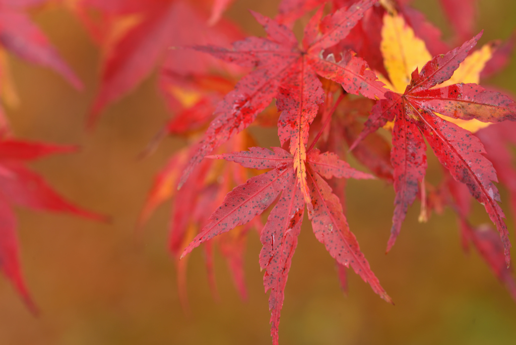 紅葉_しっとり1