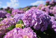 紫陽花の夏
